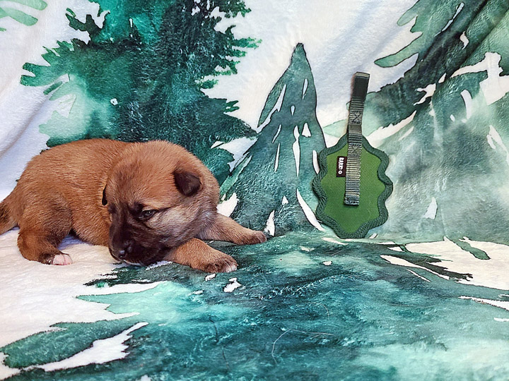 chinook puppy